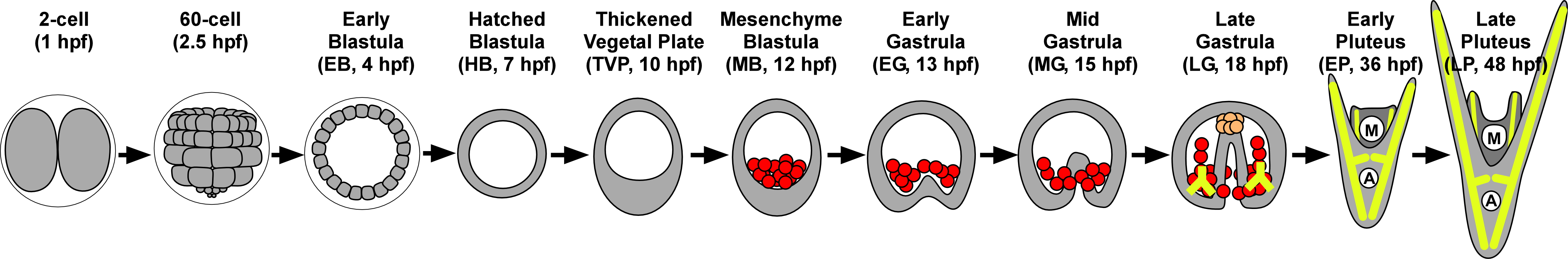 Developmental Stages